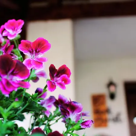 Guest house Hot-l Mini 2*