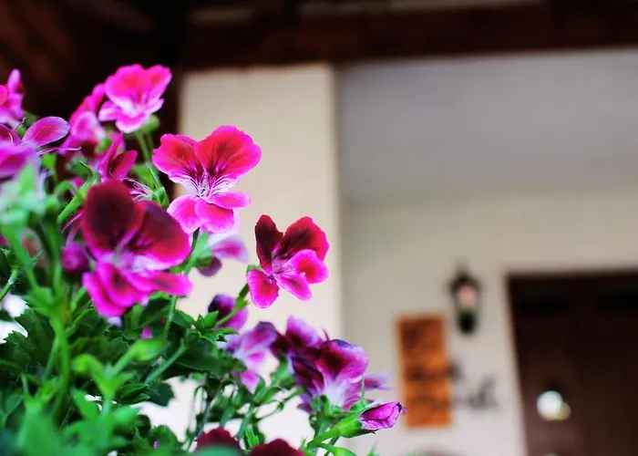 Pensjonat Mini Panzio 3*